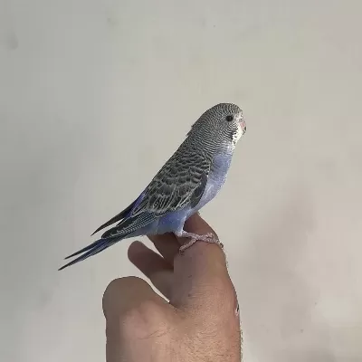 Bebek Muhabbet Kuşu Yeni Yeme Düşmüştür