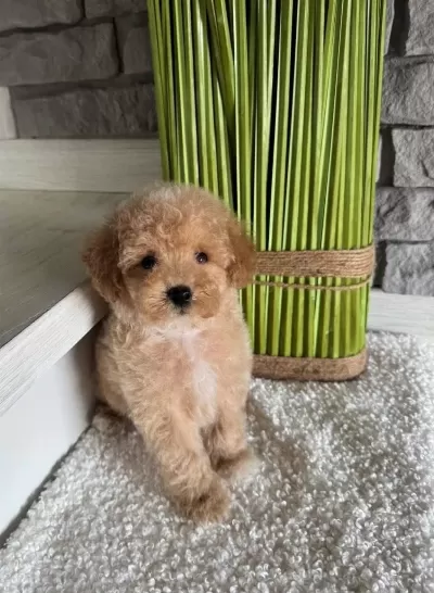 Ruhsatli Köpek Çiftliğinden Maltipoo Yavrularımız