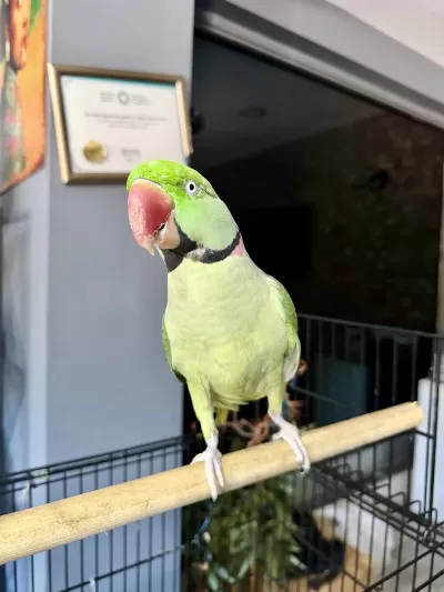 Konuşan Erkek Alexander Papağani Kafesiyle Birlikte