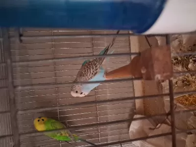 Muhabbet Kuşu Ev Üretimi