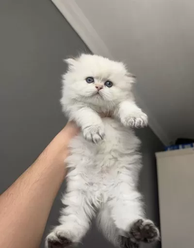 British Longhair Erkek