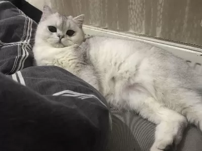 Anne Baba British Dişi Shorthair