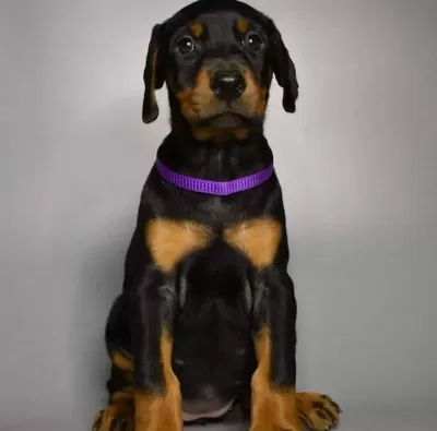 Ev Ve Bahçeniz İçin Doberman Kapıda Ödeme Mevcuttur