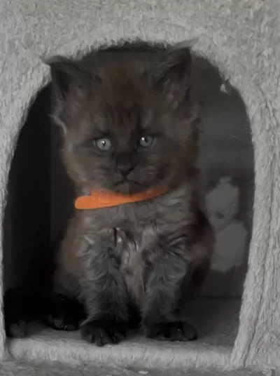 Eşi Benzeri Olmayan Show Class Maine Coon Yavrulari