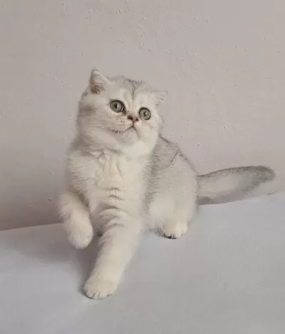 Prens Scottish Fold Silver