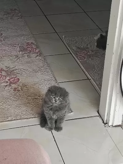A Kalite Top Kafa Sıfır Kulak Scottish Fold