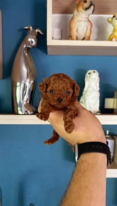 Sevimli Toy Poodle Yavrular
