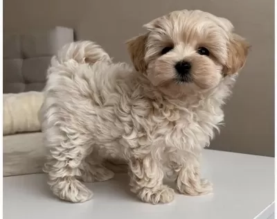 Teacup Maltipoo Yavrular