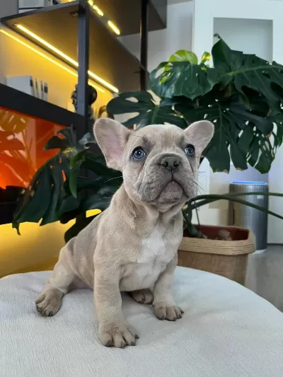 Egzotik French Bulldog Yavrular Harika Renkler Ve Anatom