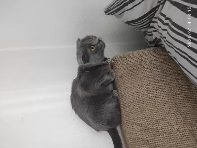 Şehir Değişikliği İçin Scottish Fold