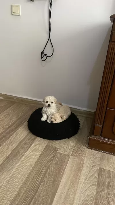 Elden Teslim Yavrum Kore Maltipoo