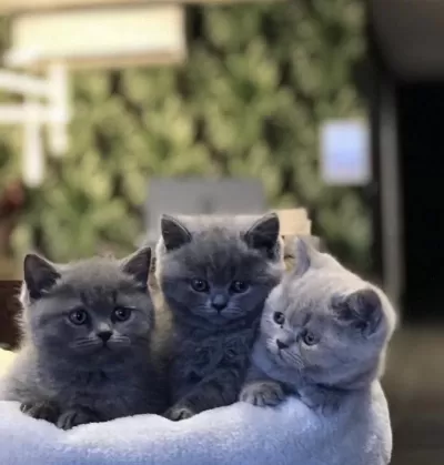 İrk Ve Sağlik Garantili British Shorthair Yavrular