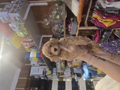 Harika Erkek Toy Poodle