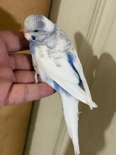 29-33 Günlük Arasi Yeni Yeme Düşen Kuşlarim