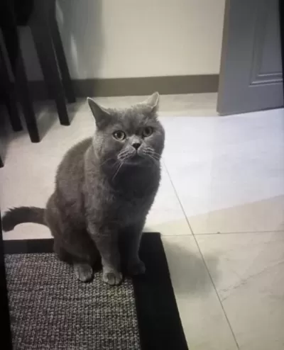 Ücretsiz 3 Yaşında British Shorthair
