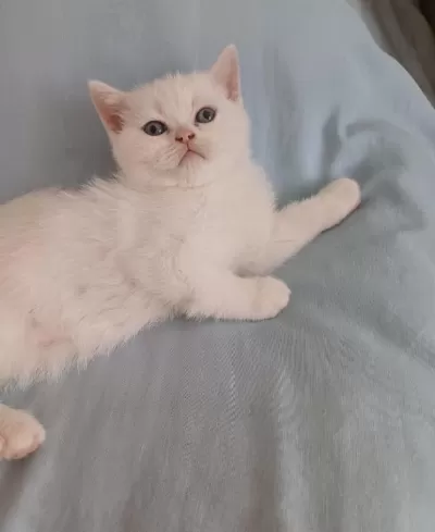 British Shorthair Kedisi