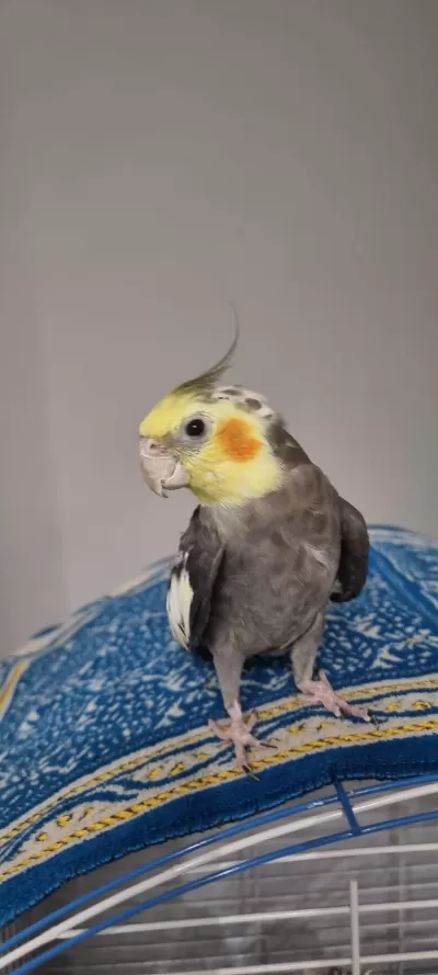 Hazır Takım Sultan Papağanı