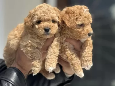 Dizayn İrk Maltipoo Yavrular Petmode Den