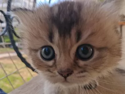 Teslime Hazır British Shorthair
