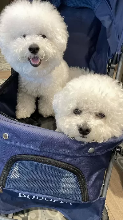 Orjinal Kar Beyaz Bichon Frise Yavrular