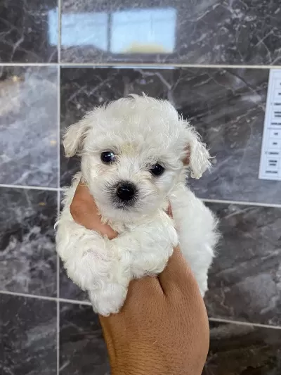 Orjinal Kar Beyaz Bichon Frise Yavrular