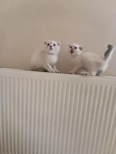 Dişi Ve Erkek Ayıcık Surat Bebek Kediler