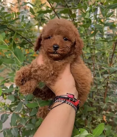 Toypoodle Yavrularımız