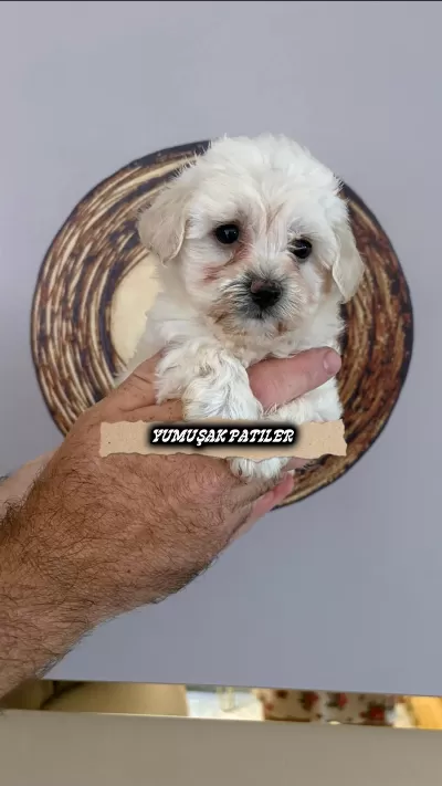 Sağlıklı Kore Maltese
