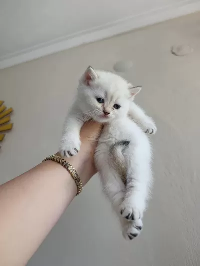 British Shorthair Uygun