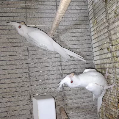 Lutino Ve Albino Sultan Papağanı Yavrular