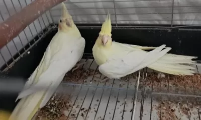 Lutino Sultan Papağanlar