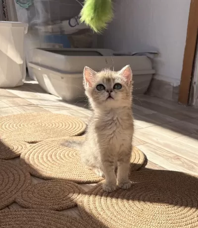 Safkan Dişi Yavru British Shorthair