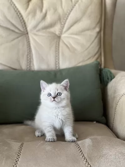 Ayi Surat British Shorthair Güzel Bebeklerim