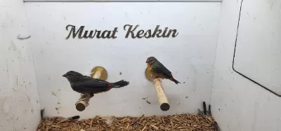 Hazır Takım Altın Göğüs Finch