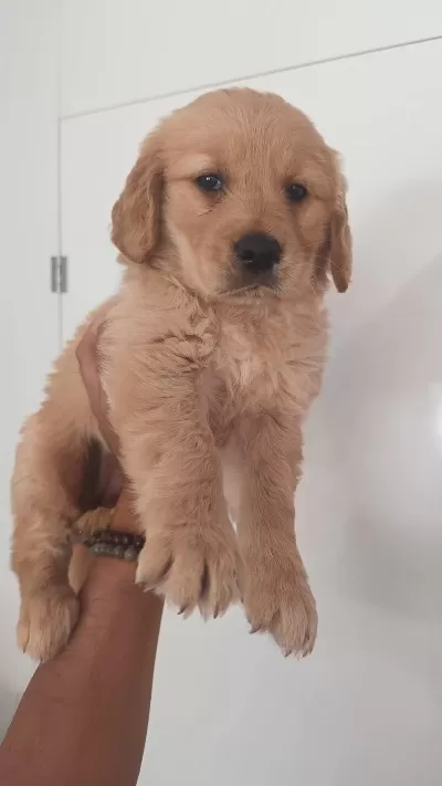 İrk Ve Sağlik Garantili Golden Retriever Yavru