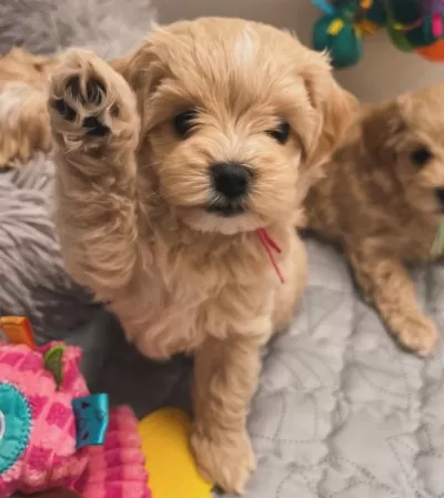 Maltipoo Bebekler Kore