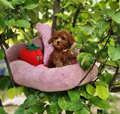 Toypoodle Yavrularımız