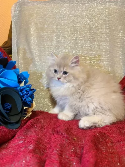 A Kalite British Longhair Yavrular
