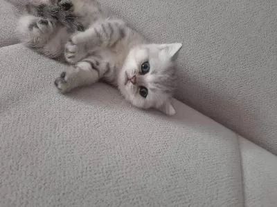 Ücretsiz Sahiplendirme British Shorthair