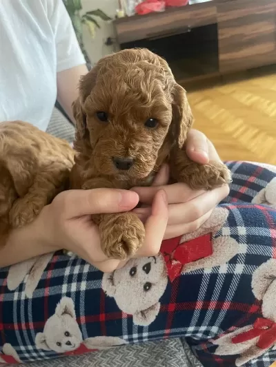 Dişi Toy Poodle Ankara