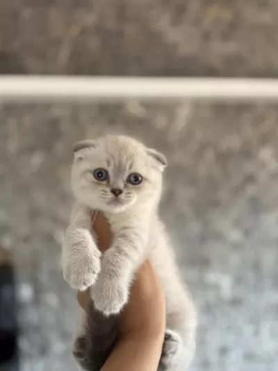 Bebek Yüz Scottish Fold Silver Yavrularim