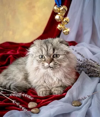 Scottish Fold Golden Dişi