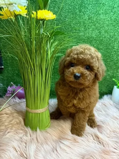 Ruhsatli Köpek Çiftliğinden Toy Poodle Yavrularımız