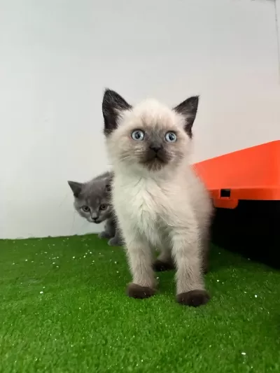 İrk Ve Sağlik Garantili British Shorthair Kedisi