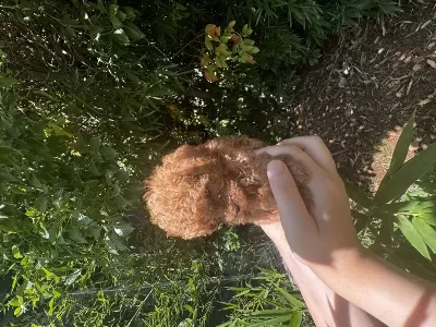 Evde Büyüyen Teacup Ve Toy Boy Poodle Yavrular