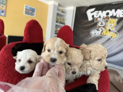 Kaliteeeeee Arayanlara Maltipoo Yavrular Ankara Mağazamzda
