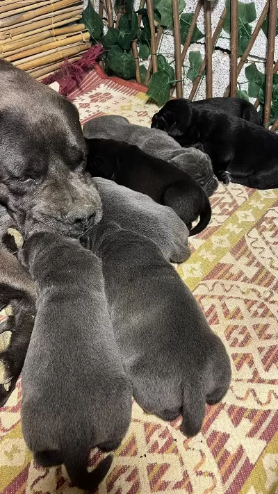 Koca Kafa Cane Corso Yavrulari