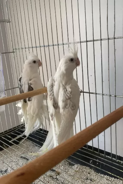 Heawy Zincir Desen Kanat Sultan Papağanı
