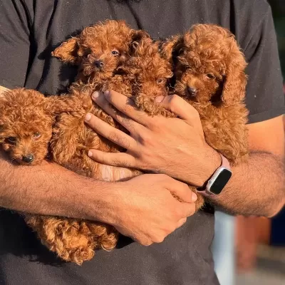 Show Kalite Miniboy Korekan Poodle