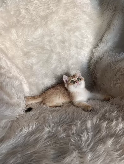 British Shorthair Golden Oğlumuz